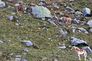 92 Alla Corna dei vitelli cavalli al pascolo
